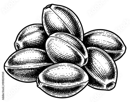 a black and white drawing of nuts and their shells, black, drawing, illustration, nut, picture, seed, shell, against transparent background