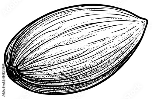 a black and white drawing of a nutmeg, black, drawing, illustration, large, against transparent background