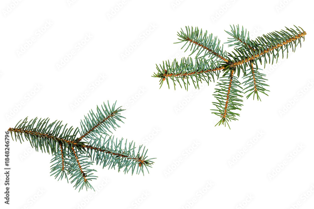 Obraz premium Pine tree branch set. Fir spruce or cedar, twigs with green needles isolated on transparent background. 