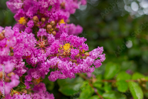 Detail of the plant Lagerstroemia crepe myrtle in a Brazilian home garden