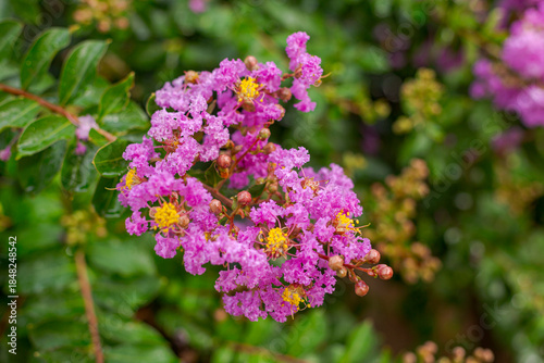Detail of the plant Lagerstroemia crepe myrtle in a Brazilian home garden