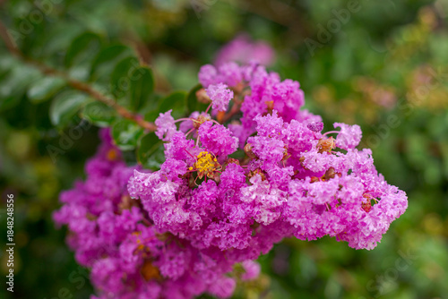 Detail of the plant Lagerstroemia crepe myrtle in a Brazilian home garden