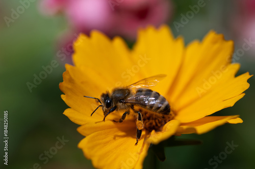 A small honeybee sits on a yellow marigold. Other flowers in nature can be seen in the background.