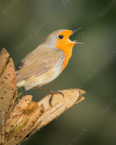 Closeup of a European Robin, Erithacus rubecula bird perched on a branch of tree.