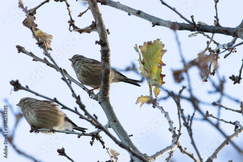 Photography Common Linnet (Linaria cannabina) - Common in coastal dunes farmland and scrub a