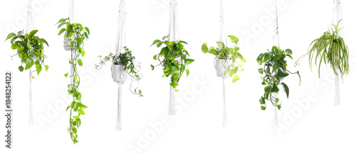 Foto Green hanging house plants isolated on white, set