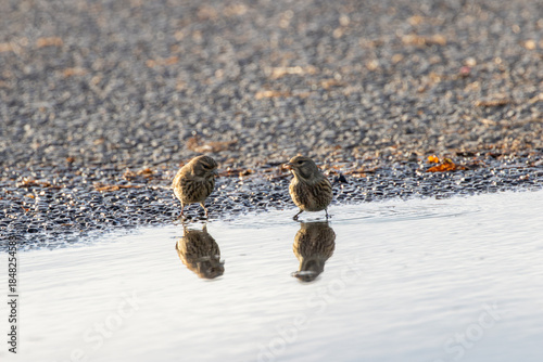 Photography Common Linnet (Linaria cannabina) - Common in coastal dunes farmland and scrub a
