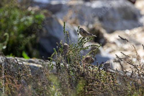 Photography Common Linnet (Linaria cannabina) - Common in coastal dunes farmland and scrub a