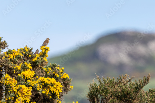 Canvas Print Common Linnet (Linaria cannabina) - Common in coastal dunes farmland and scrub a