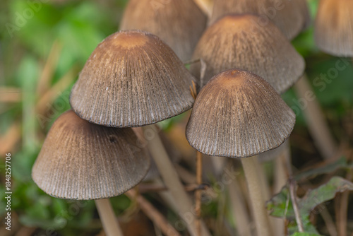 shiny cap mushrooms, (Coprinellus micaceus), emerging from the ground in autumn, close view