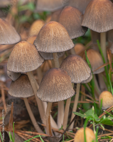 shiny cap mushrooms, (Coprinellus micaceus), emerging from the ground in autumn, close view