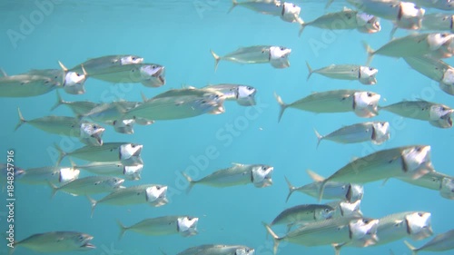 Wallpaper Mural School of indian mackerel fishes Torontodigital.ca