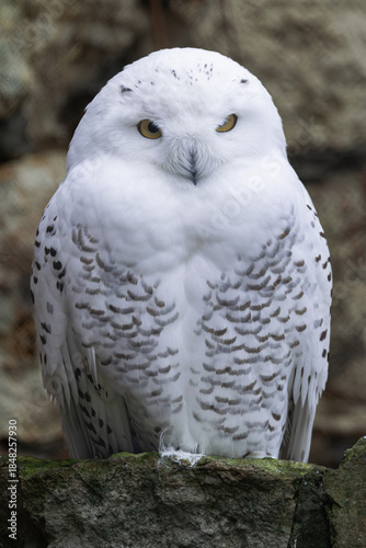 snowy owl (Bubo scandiacus) sitting and looking at you