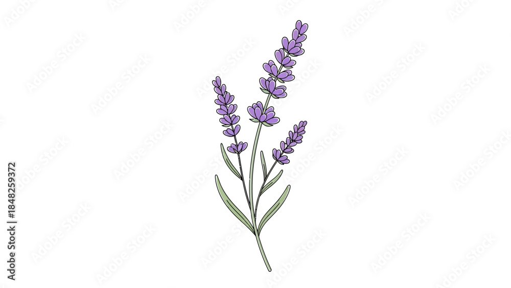 Obraz premium lavender isolated on white background