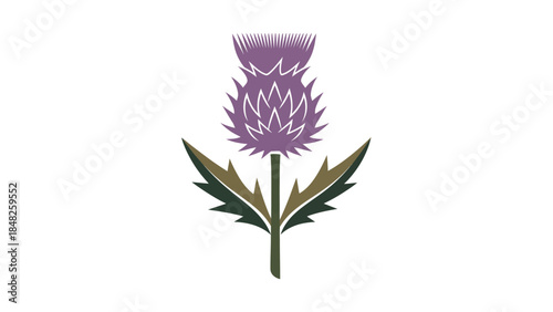 purple thistle flower