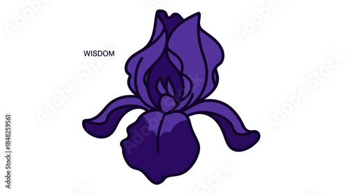 iris flower isolated on white