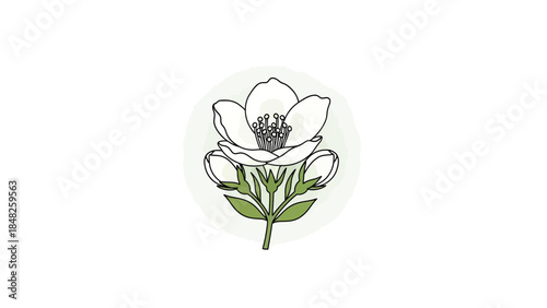 Elegant white flower illustration with green leaves and buds in a circular design.