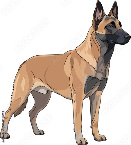 Belgian Malinois Dog Flat Vector Illustration Realistic Working Dog Breed