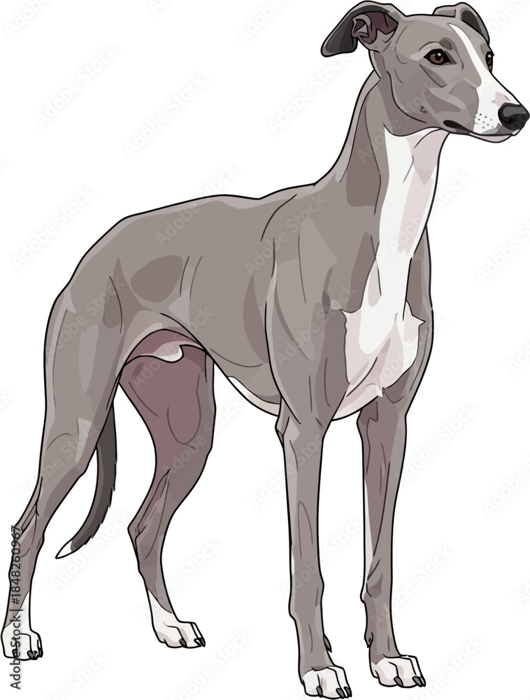 Obraz premium Greyhound Dog Flat Vector Illustration Realistic Fast Athletic Pet Breed
