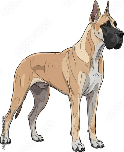 Great Dane Dog Flat Vector Illustration Realistic Large Gentle Pet Breed