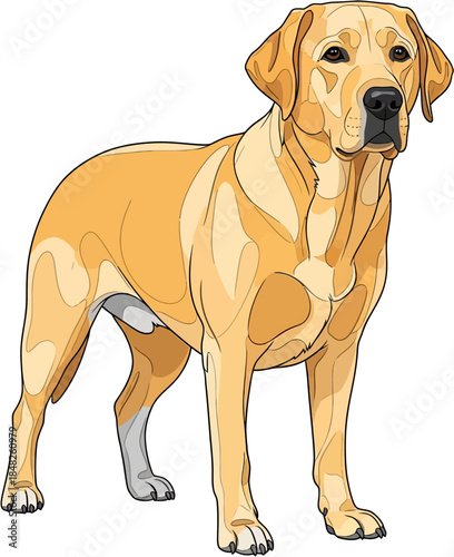 Labrador Retriever Dog Flat Vector Illustration Realistic Friendly Family Pet