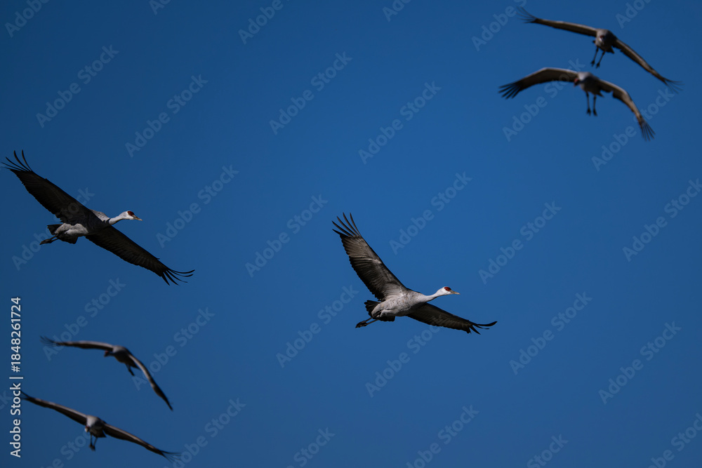Fototapeta premium Sandhill cranes (antigone canadensis) taking flight at their winter home near Wilcox AZ