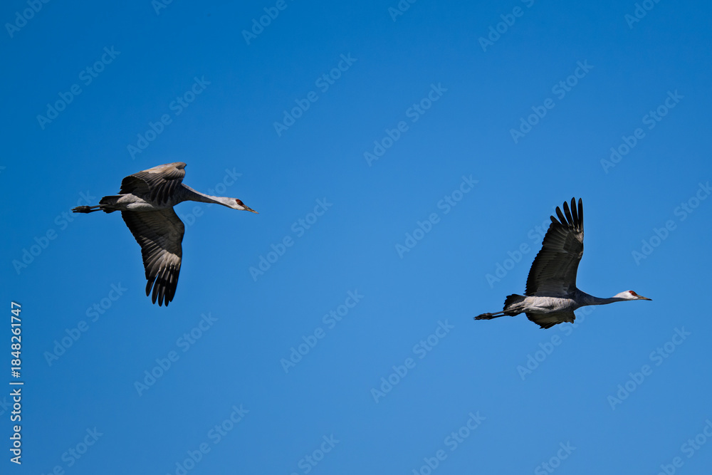 Fototapeta premium Sandhill cranes (antigone canadensis) taking flight at their winter home near Wilcox AZ