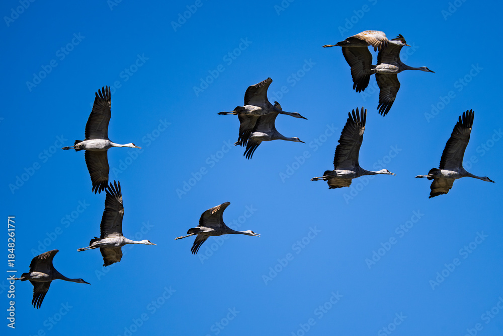 Fototapeta premium Sandhill cranes (antigone canadensis) taking flight at their winter home near Wilcox AZ