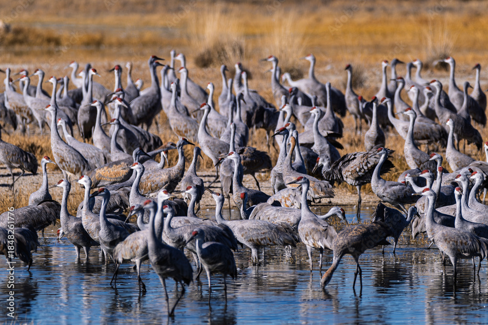 Fototapeta premium Sandhill cranes (antigone canadensis) taking flight at their winter home near Wilcox AZ