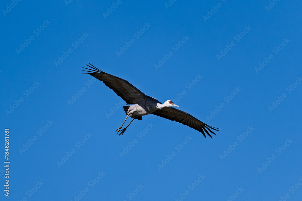 Fototapeta premium Sandhill cranes (antigone canadensis) taking flight at their winter home near Wilcox AZ