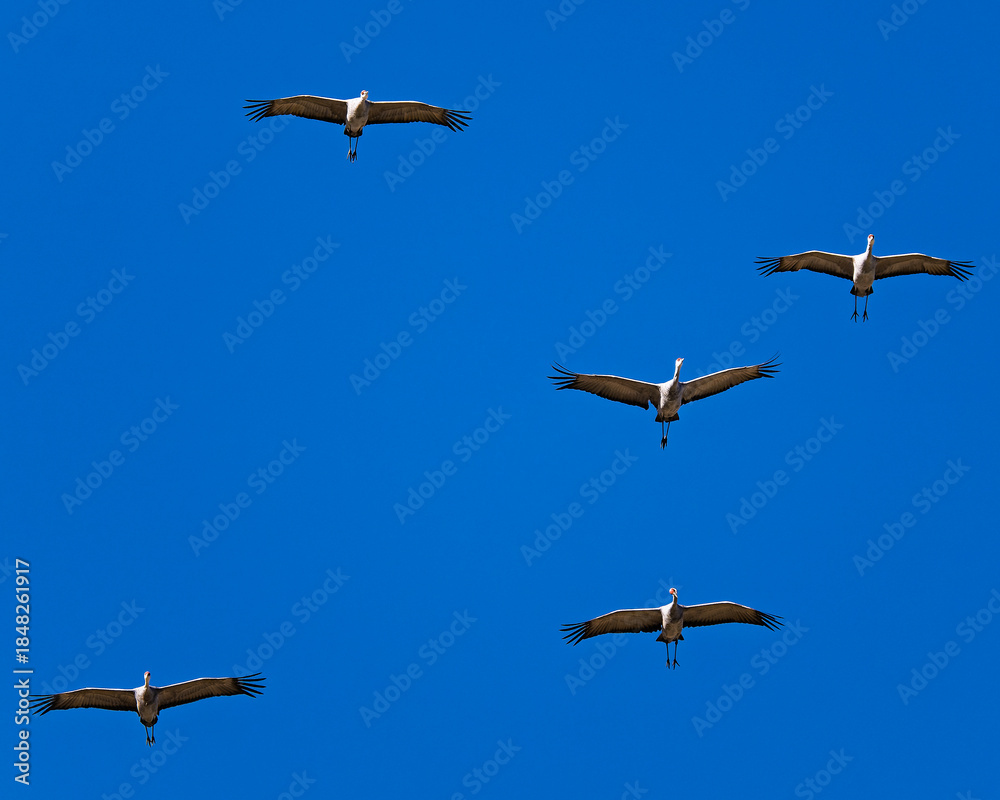 Fototapeta premium Sandhill cranes (antigone canadensis) taking flight at their winter home near Wilcox AZ