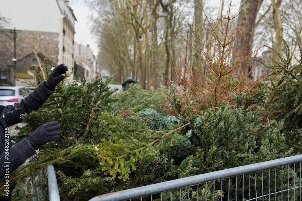 Obraz premium A man is throwing away Christmas trees behind the fence
