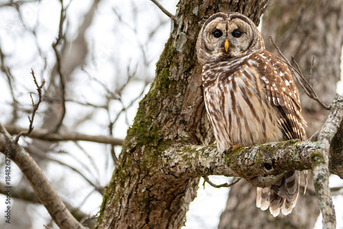 Barred Owl Perched