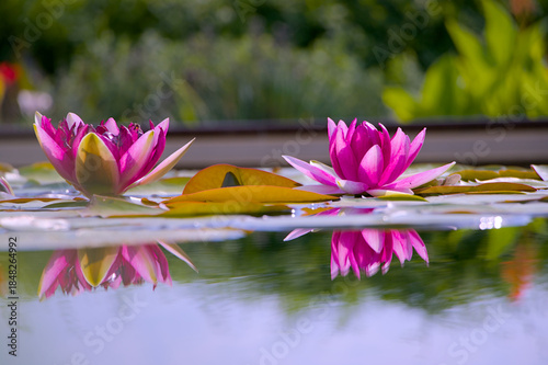 pink lotus in the pond