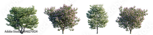 Photos Syringa Vulgaris & Reticulata (Lilac Collection) isolated PNG on a transparent b