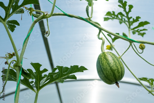 Ripening watermelon in greenhouse for publication, poster, screensaver, wallpaper, postcard, banner, cover, post, website. High quality photo