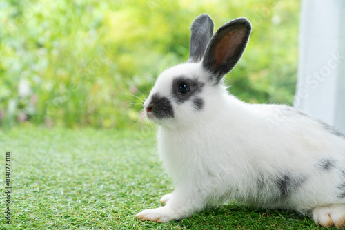Adorable white and black spotted rabbit standing on green artificial grass in a garden. Cute bunny pet portrait with upright ears looking sideways with blurred nature background