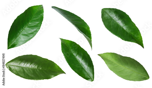 Citrus plant. Set of green leaves isolated on white