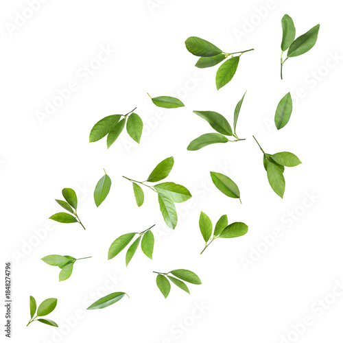 Citrus leaves flying in air on white background