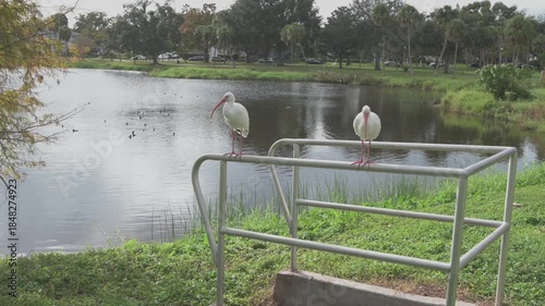 Two White Ibis Standing on Metal Rail By Water With Curved Orange Bill On Green Field beside Crescent Lake.Pan beside calm blue water. Its long, curved orange bill and bright eye create a striking nat