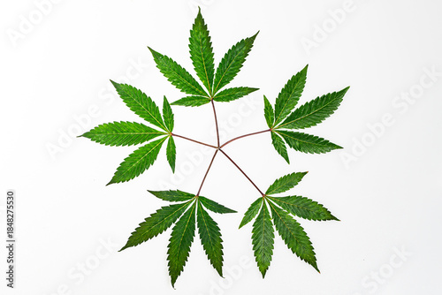 Herbal cannabis pattern. Cannabis plant texture. Marijuana background. Cannabis pattern. C Green cannabis background.