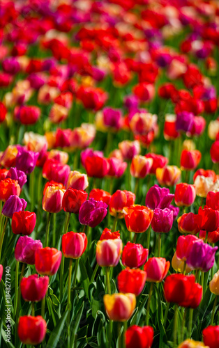 Multicolored tulips natural paint background. Vivid spring blossoms nature. Tulips floral background. Blooms with tulips flowers. Vivid blossom spring background. Spring multicolored flowers.