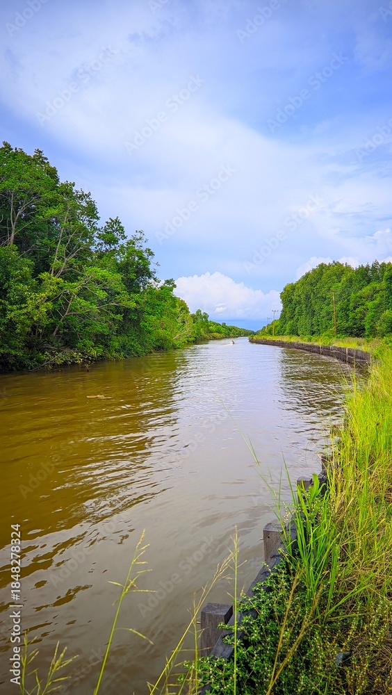 Fototapeta premium river in the forest