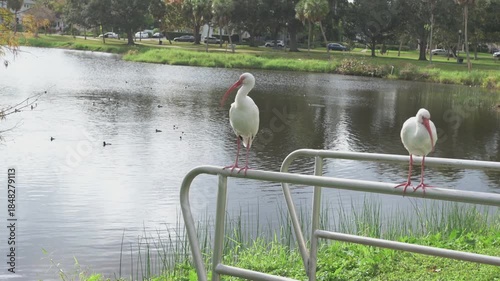 Two White Ibis Standing on Metal Rail By Water With Curved Orange Bill On Green Field beside Crescent Lake.Pan beside calm blue water. Its long, curved orange bill and bright eye create a striking nat