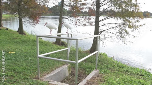 Two White Ibis Standing on Metal Rail By Water With Curved Orange Bill On Green Field beside Crescent Lake.Pan beside calm blue water. Its long, curved orange bill and bright eye create a striking nat