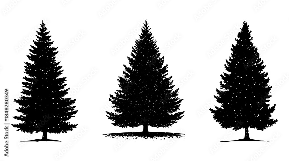 Obraz premium Black Silhouette of Three Pine Trees Isolated on White Background - Evergreen Conifer