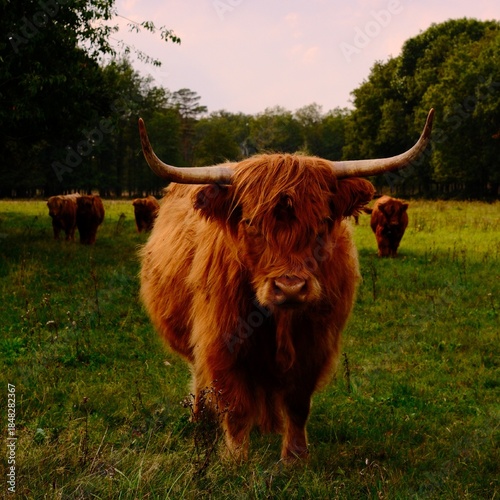 Cow in forest