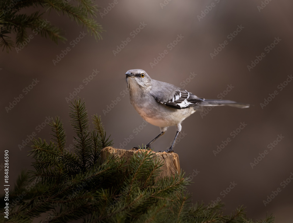 Obraz premium mockingbird on perch with pine needles 