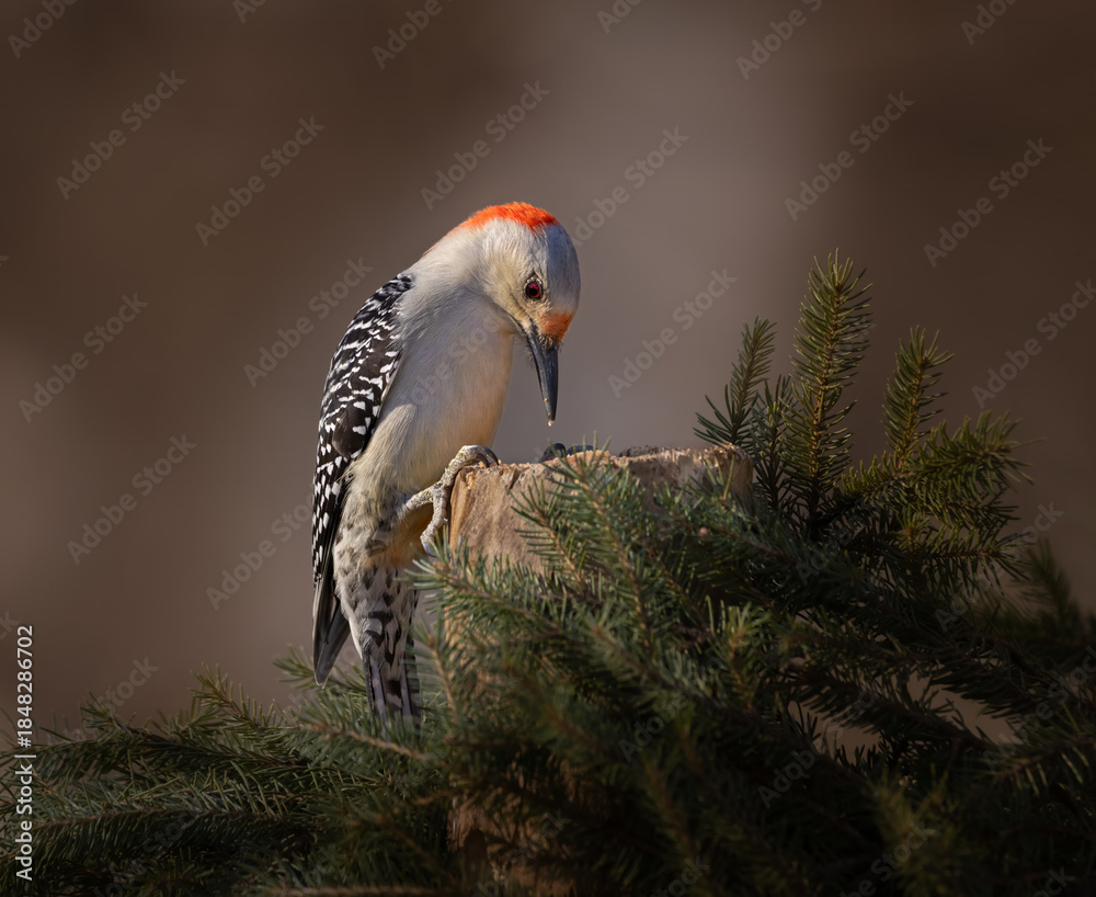 Obraz premium woodpecker on stump in dramatic light