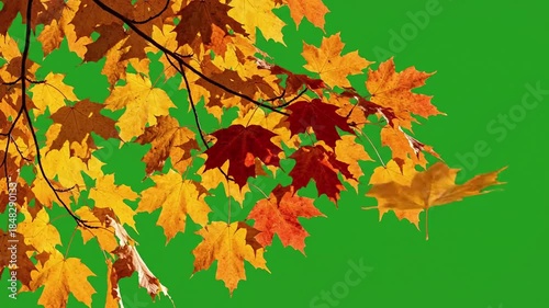 Gentle breeze rustles vibrant autumn leaves with animated leaves swaying gently on effect ad_ready green screen plant growth style